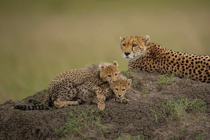 3-Day Maasai Mara Private Safari: Game Drives, Big Five & River Crossings photo 6