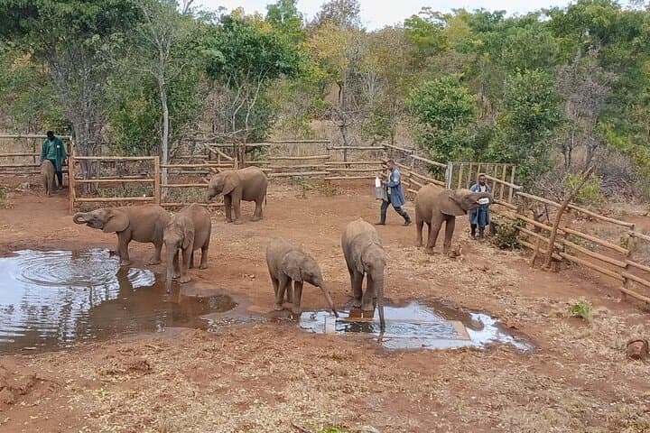 Two-Day Lusaka City and Conservation Tour — Museums, Markets & Elephant Nursery photo 3