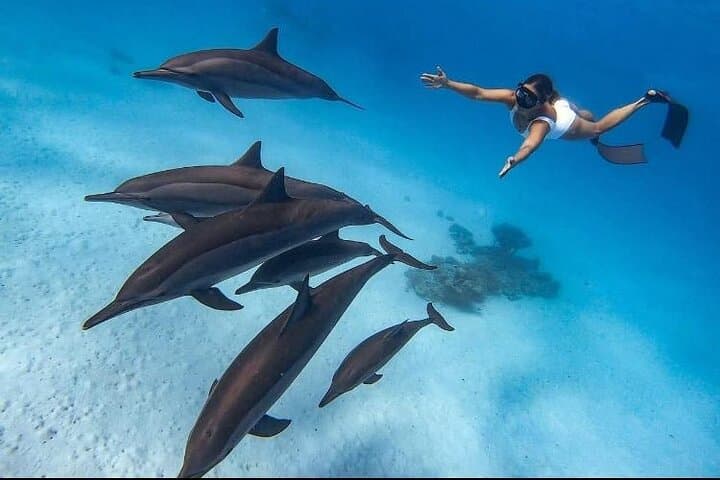 Hurghada VIP Dolphin Snorkeling: 8-Hour Boat Trip with Lunch