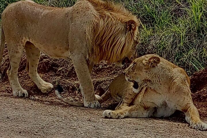 Exploring Nairobi National Park: A Rare Urban Safari Just Outside the City