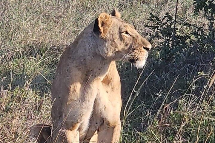 Exploring Nairobi National Park: A Rare Urban Safari Just Outside the City photo 2