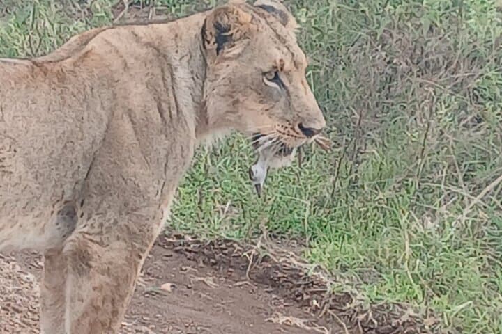 Exploring Nairobi National Park: A Rare Urban Safari Just Outside the City photo 3