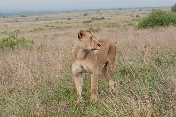 Exploring Nairobi National Park: A Rare Urban Safari Just Outside the City photo 4