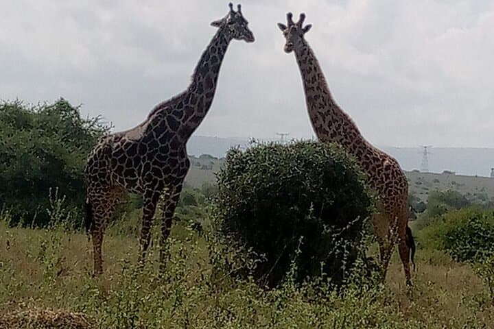 Exploring Nairobi National Park: A Rare Urban Safari Just Outside the City photo 5