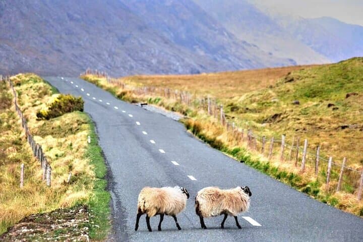 Connemara Private Day Tour: Kylemore Abbey, Castles & Sky Road from Galway photo 5