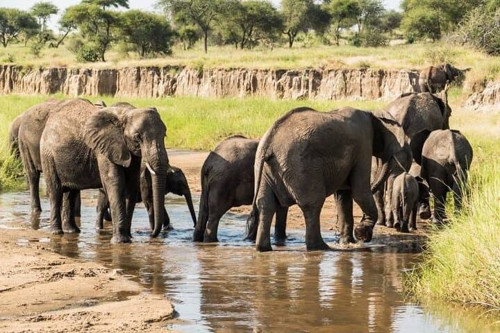 6-Day Luxury Safari Through Tarangire, Serengeti & Ngorongoro — Big Five & Crater Game Drives photo 5