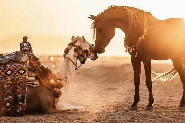Agadir Camel and Horse Ride: Scenic Desert & Countryside Adventure photo 1