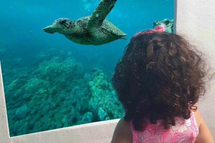 Yellow Semi-Submarine Mini Cruise in Larnaca — Swim at the Zenobia Wreck
