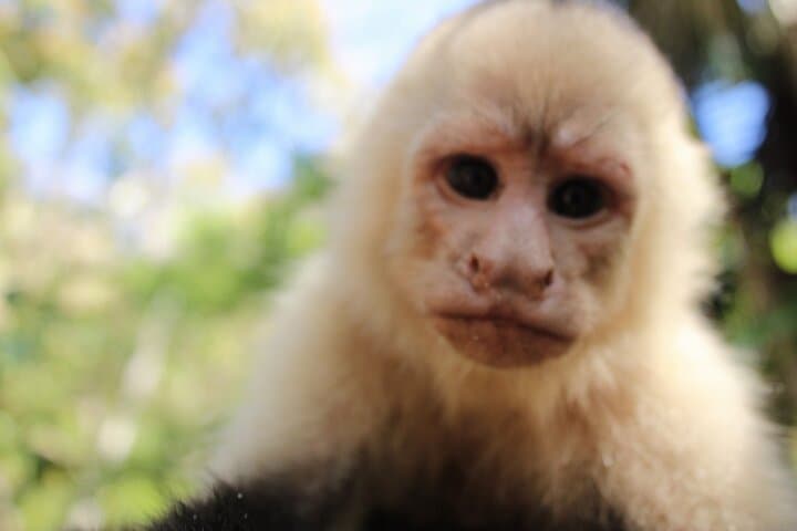 Monkey Tour from Playa Jaco: See White-Faced Capuchins and Tarcoles Crocodiles photo 3