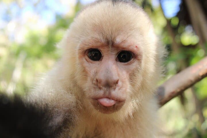 Monkey Tour from Playa Jaco: See White-Faced Capuchins and Tarcoles Crocodiles photo 4