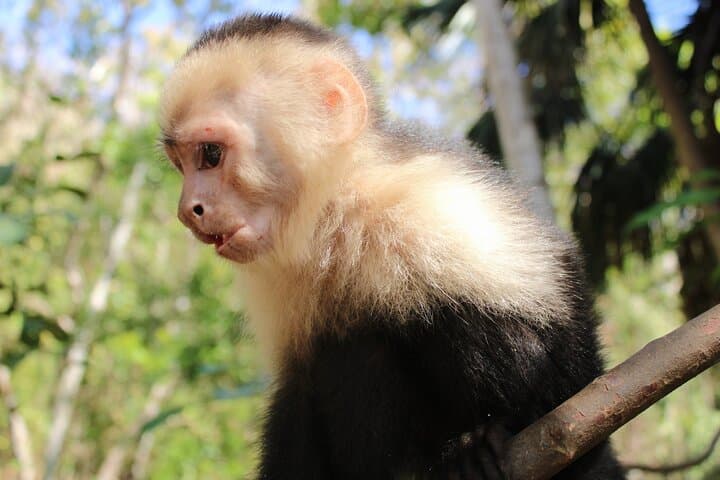 Monkey Tour from Playa Jaco: See White-Faced Capuchins and Tarcoles Crocodiles photo 5