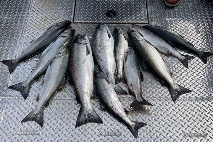 Private Ketchikan Salmon Fishing — 4-Hour Wild Alaskan Catch photo 2