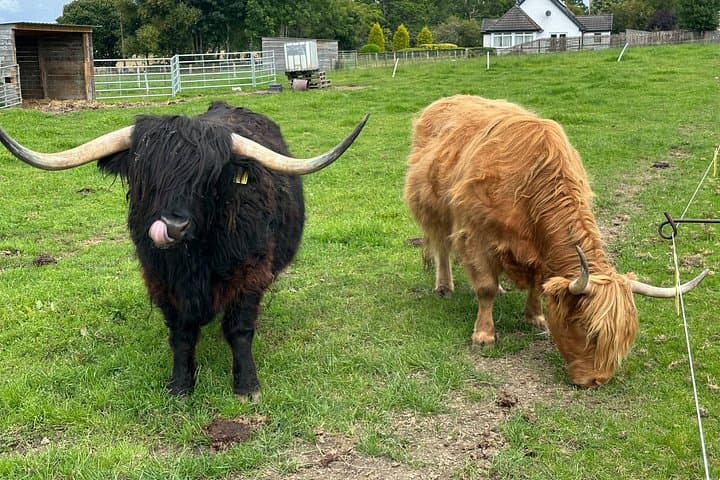 Half-Day Black Isle Tour from Inverness — Cromarty, Clootie Well & Glen Ord Distillery photo 3