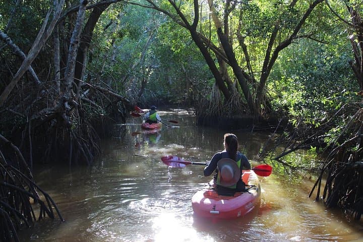 Everglades Kayak & Canoe Rentals: Paddle the 10,000 Islands from Chokoloskee Bay photo 3