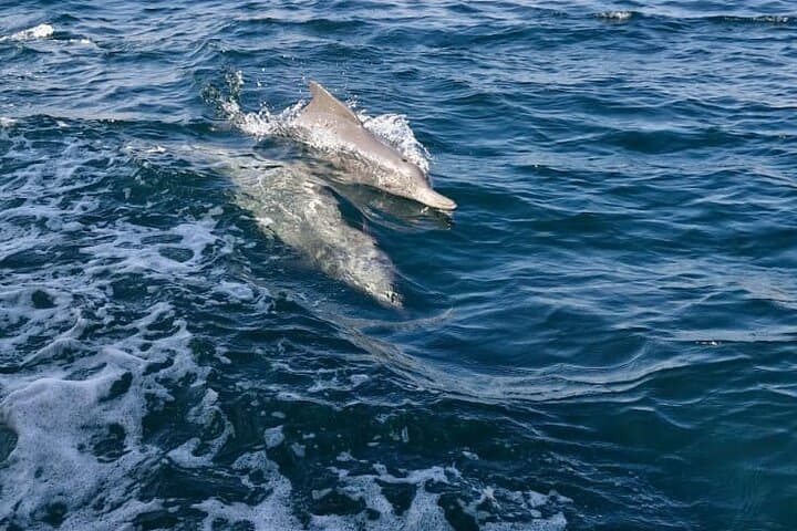 Khasab Musandam Dhow Cruise: Full-Day Fjord Tour with Snorkeling & Lunch photo 5