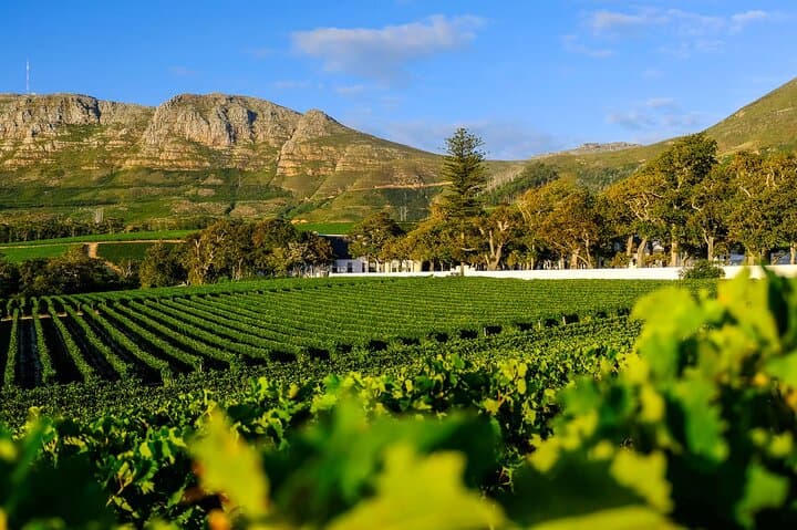 Table Mountain, Kirstenbosch & Constantia: Full-Day Private Tour from Cape Town photo 5