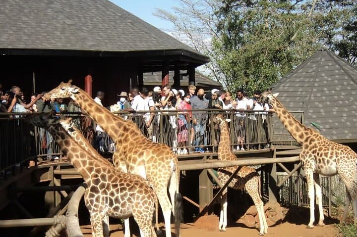 Nairobi National Park & Giraffe Centre Day Tour with Carnivore Restaurant