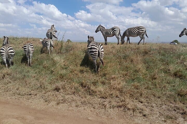 Nairobi National Park & Giraffe Centre Day Tour with Carnivore Restaurant photo 3