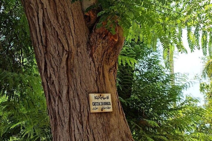 Private Abu Simbel & Kitchener's Island Botanical Gardens Day Tour from Aswan photo 3