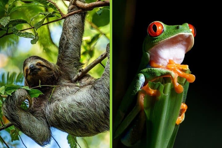Twilight Sloth Encounter & Guided Night Walk in La Fortuna