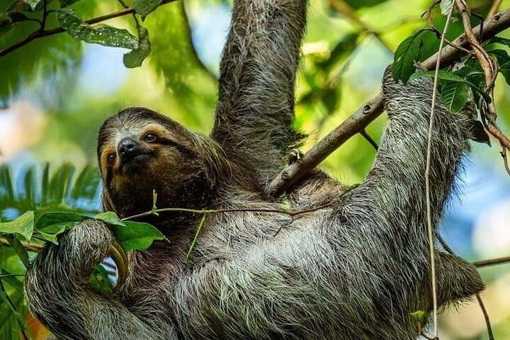 Twilight Sloth Encounter & Guided Night Walk in La Fortuna photo 2