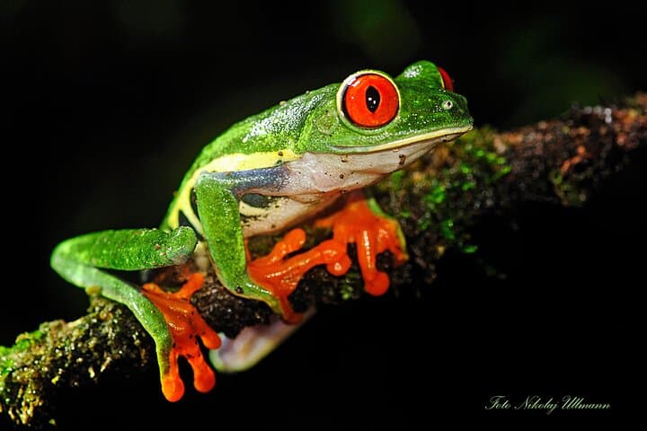 Twilight Sloth Encounter & Guided Night Walk in La Fortuna photo 5