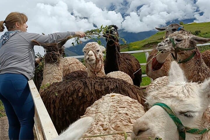 Lunch, Llamas & Textiles Experience at ANDEAN COLORS near Cusco photo 3