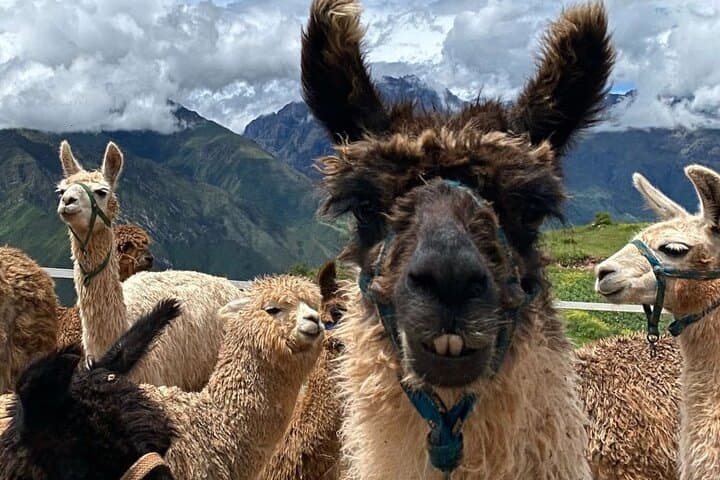 Lunch, Llamas & Textiles Experience at ANDEAN COLORS near Cusco photo 6