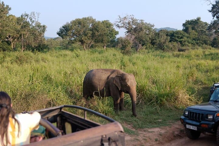 Sigiriya & Dambulla Wonders Day Trip from Kandy — Climb Lion Rock, Explore Cave Temples, Optional Minneriya Safari photo 5