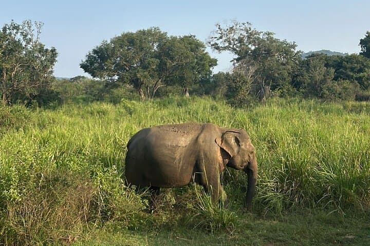 Sigiriya & Dambulla Wonders Day Trip from Kandy — Climb Lion Rock, Explore Cave Temples, Optional Minneriya Safari photo 6