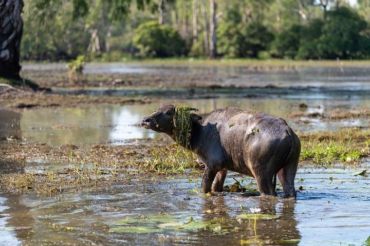 2-Day Kakadu Highlights Tour — Corroboree Billabong, Ubirr, Maguk & Gunlom photo 3