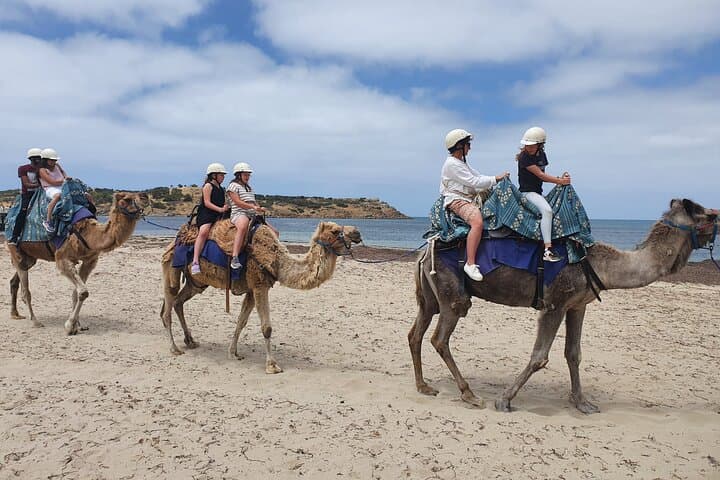 Fleurieu Coast to Victor Harbor Day Tour with d'Arenberg Wine Tasting photo 4