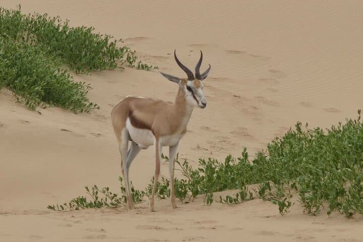 Sandwich Harbour Half-Day: Walvis Bay Dunes, Lagoon Birds & Coastal 4x4 photo 6