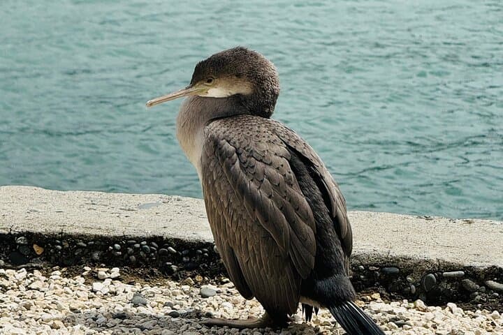 Akaroa Private Day Trip from Christchurch: Banks Peninsula Dolphin Cruise & Cheese Tasting photo 4