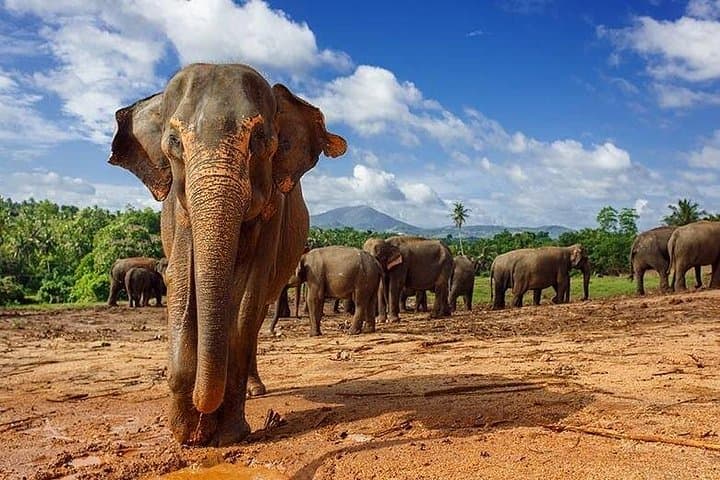 10-Day Sri Lanka Adventure: Culture, Safaris & Coastal Escapes photo 4