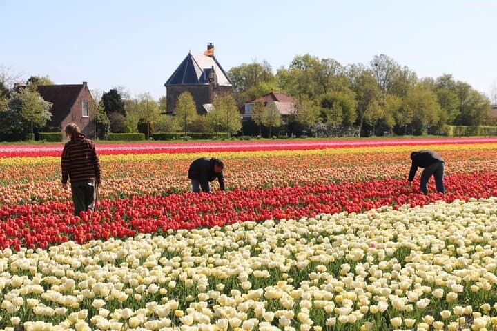 Private Tulip Fields Tour: Amsterdam to Noordoostpolder Tulip Route photo 2