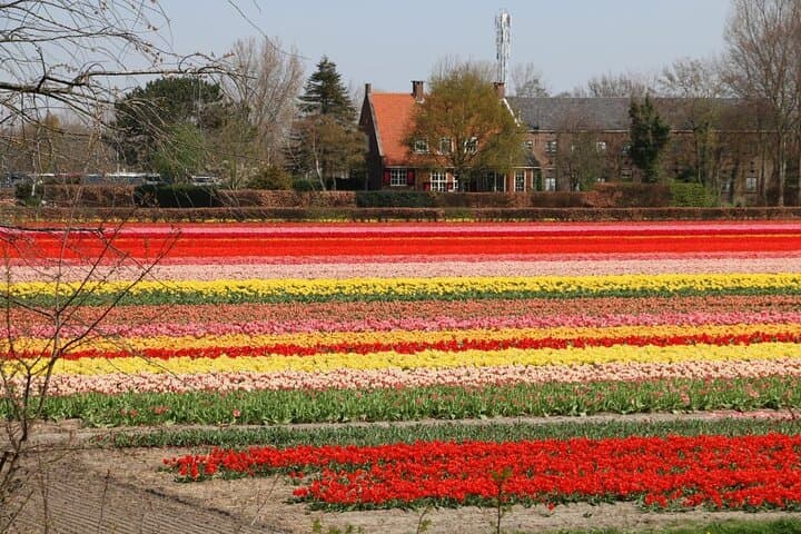 Private Tulip Fields Tour: Amsterdam to Noordoostpolder Tulip Route photo 3