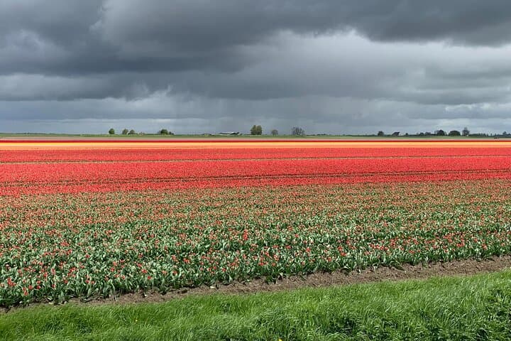 Private Tulip Fields Tour: Amsterdam to Noordoostpolder Tulip Route photo 4