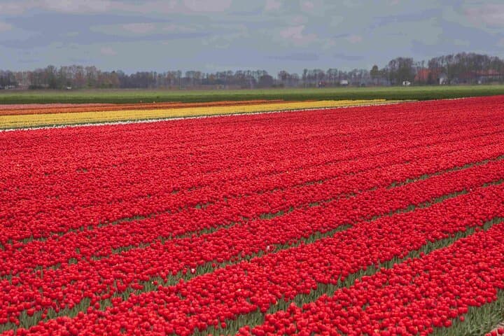 Private Tulip Fields Tour: Amsterdam to Noordoostpolder Tulip Route photo 5