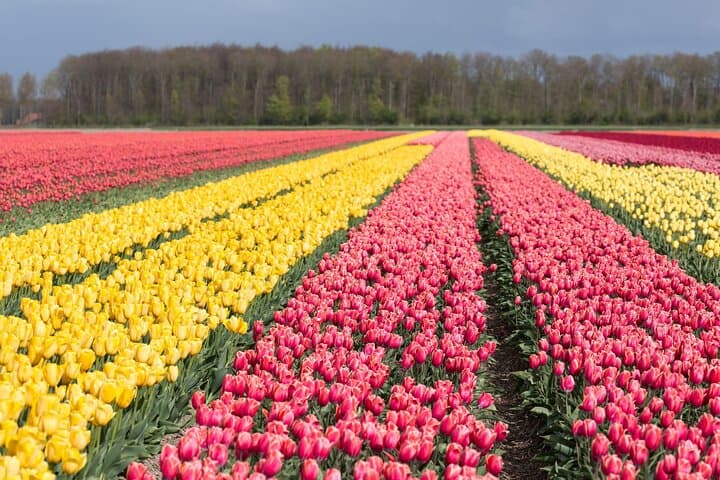 Private Tulip Fields Tour: Amsterdam to Noordoostpolder Tulip Route photo 6