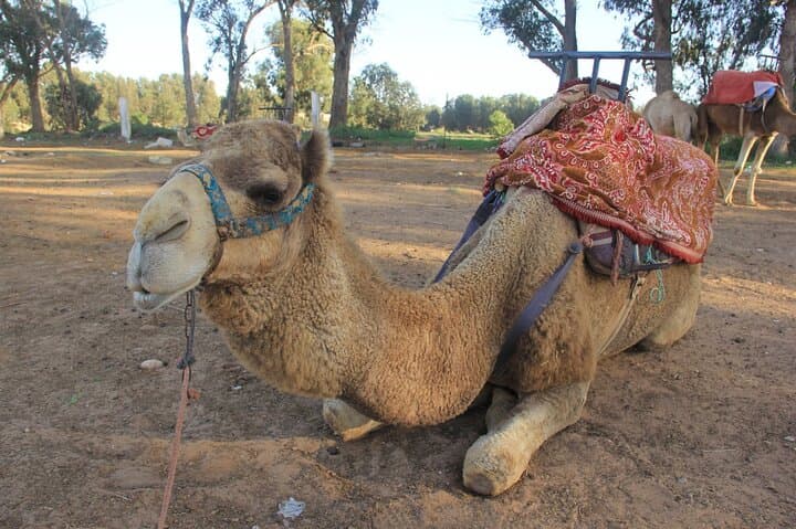 Sunset Camel Ride Along Agadir Beach and Souss River photo 6