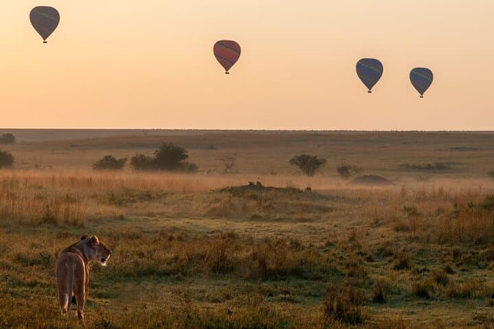 Float Over Maasai Mara: Hot Air Balloon Safari & Bush Breakfast photo 4