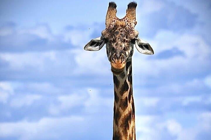 Float Over Maasai Mara: Hot Air Balloon Safari & Bush Breakfast photo 5