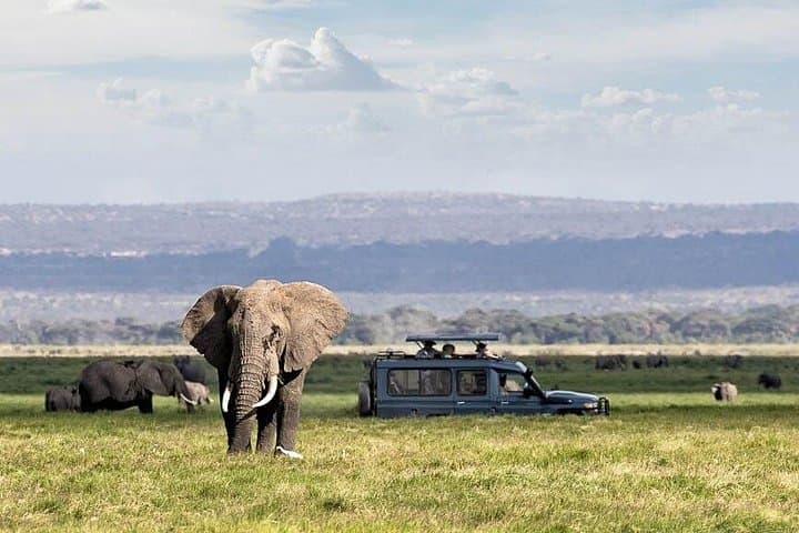 Amboseli National Park Day Safari — Kilimanjaro Views & Classic Game Drives photo 3