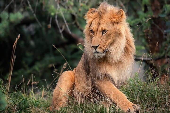 3-Day Maasai Mara Private Safari: Game Drives, Big Five & River Crossings