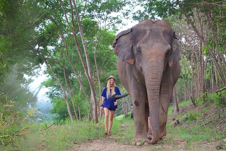 Ethical Elephant Sanctuary Day Trip from Pattaya — Khao Kheow Experience