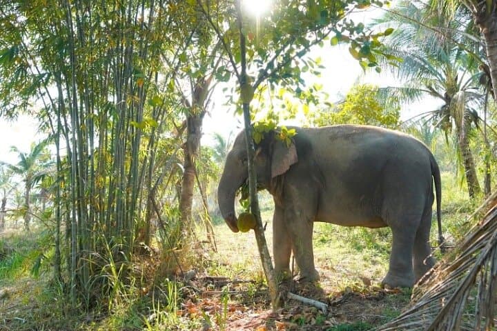 Ethical Elephant Sanctuary Day Trip from Pattaya — Khao Kheow Experience photo 2