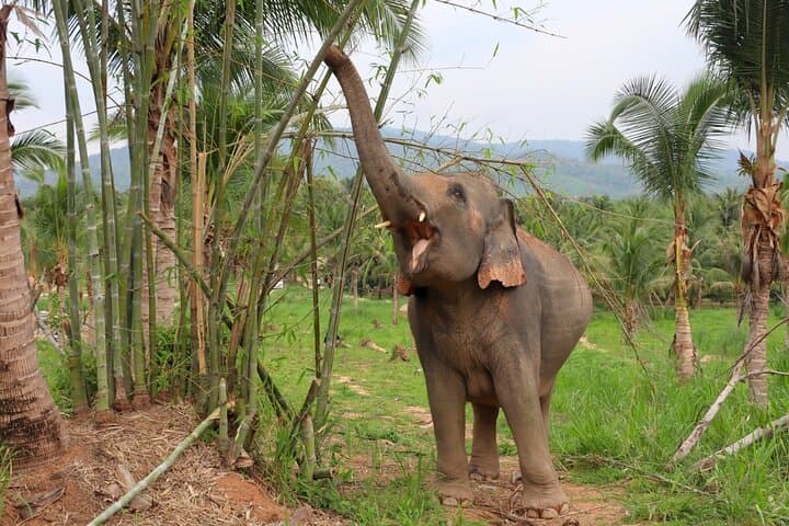 Ethical Elephant Sanctuary Day Trip from Pattaya — Khao Kheow Experience photo 5