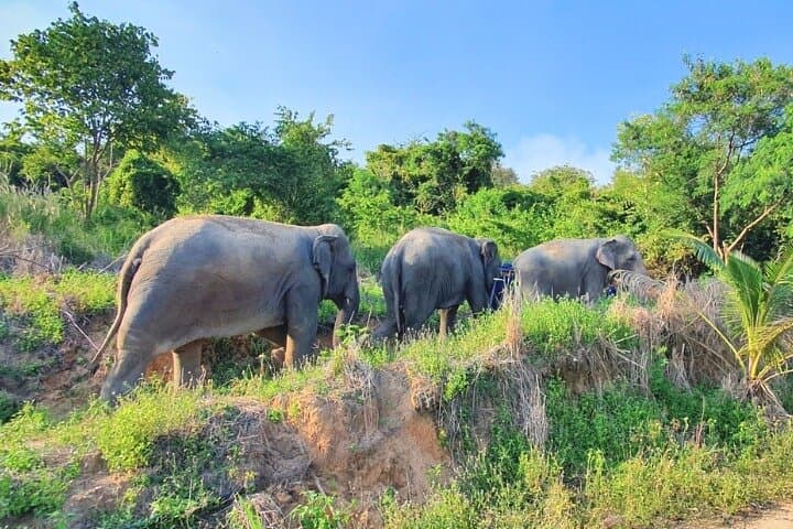 Ethical Elephant Sanctuary Day Trip from Pattaya — Khao Kheow Experience photo 4