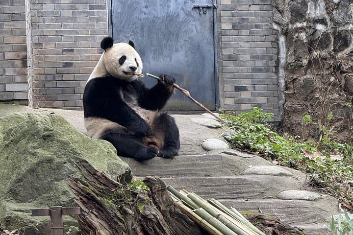 Chengdu Panda Base and Leshan Giant Buddha Day Tour with English Driver photo 4